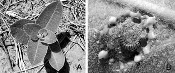 In a fertile garden setting it can become a real. A Common Milkweed Asclepias Syriaca Viewed From Above Early In The Download Scientific Diagram