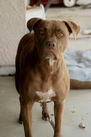 Black And Brown Brindle Pitbull Mocha A Red Nose Brindle Pitbull Pitbulls Pup Puppies