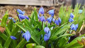 Голубые подснежники - нежные первоцветы в саду | Нина-садовод | Дзен