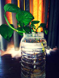 Money Plant In Plastic Bottle Smart Garden Glass Vase Mason Jars