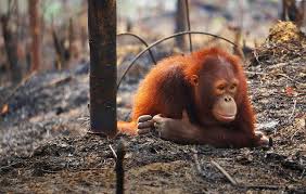 Image result for palm oil devastation