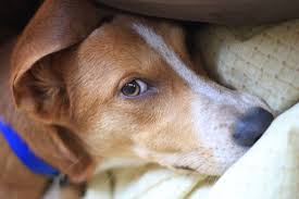 At any given time, animals for adoption include dogs, cats, rabbits, guinea pigs, and birds. Vt Dog Rescue
