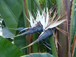 White Bird Of Paradise Palm Strelitzia Alba White Bird Of Paradise World Of Flowering Plants Birds Of Paradise White Bird Trees To Plant