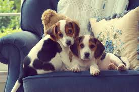 Why can't muslims touch dogs? A Dog Touched My Clothes How To Cleanse Them