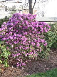 P J M Regal Rhododendron Rhododendron P J M Regal At Connon Nurseries Cbv Garten