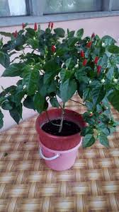 Malaysia merupakan antara negara yang sangat tinggi menggunakan cili dalam pemakanan. Tanam Cili Satu Pokok Pun Cukup Buahnya Memang Lebat Ni Caranya Keluarga