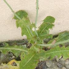 Image result for Launaea intybacea