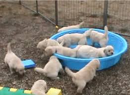 Use the search tool below and browse adoptable golden. Golden Retriever Puppies Throw Adorable Fit When No One Fills Their Pool