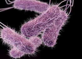 Salmonella is ubiquitous in animal populations, and human illness is usually linked to foods of animal origin. Nutrients And Metabolic Pathways Needed By Salmonella Typhimurium