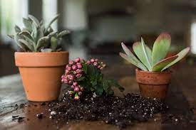 Check spelling or type a new query. Succulents Explained How To Identify And Grow 12 Favorites Gardenista
