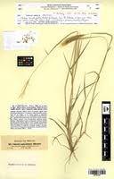 Image result for Enteropogon