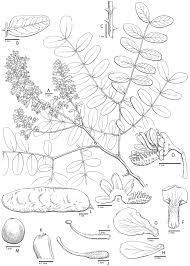 Image result for Gelrebia glandulosopedicellata