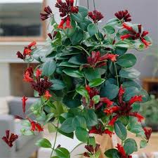 Lipstick Plant Aeschynanthus Lobbianus Flowering Plants Lipstick Plant Hanging Plants Planting Flowers