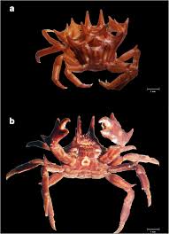 Image result for Cribbia brachyceras