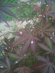 Japanese maple tree varieties and tree care service. Japanese Maple White Spots On Leaves Walter Reeves The Georgia Gardener