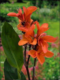 Pin On Flowers