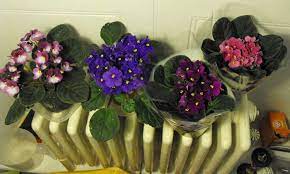 Order today with free shipping. African Violets Sensational Saintpaulias You Can Grow At Home Epic Gardening