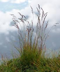 Image result for Avenella