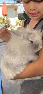 Lost bunny in the park/walking trail behind the Cordova library.