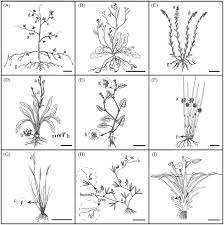 Image result for Schoenoplectiella articulata