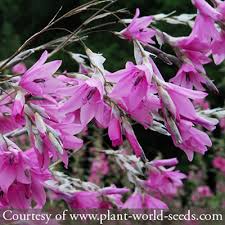 Image result for Dierama