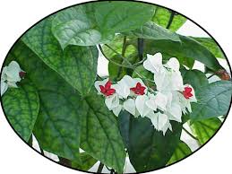 Image result for Clerodendrum toxicarium
