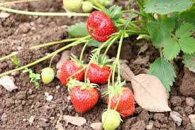 16 Beliebte Hangepflanzen Und Deren Pflege Hausgarten Net In 2020 Pflanzen Erdbeerpflanzen Erdbeeren Pflanzen