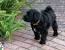 Short Haircut Tibetan Terrier Short Hair