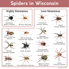 Spider eggs can't survive being frozen, so these arachnids have come up with different ways to stay but if you absolutely can't stand the idea of spiders in your house, draney said putting them in the garage will probably keep them alive through. Spiders In Wisconsin List With Pictures