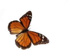 Bring your texts and messages to life with our. Orange Butterfly On White Background Graphic By Squeebcreative Creative Fabrica