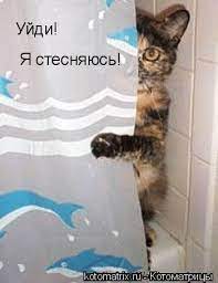 Уйди! Я стесняюсь! / котоматрица / смешные картинки и другие приколы:  комиксы, гиф анимация, видео, лучший интеллектуальный юмор.