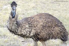 From eagle to estrela mountain dog, learn facts, see pictures, and more! Animals That Start With E List With Pictures And Facts Find Animals Beginning With E