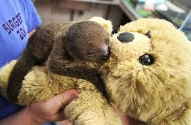 Check spelling or type a new query. Dutch Zoo Feeds Sloth Baby With Teddy Bear Surrogate Der Spiegel
