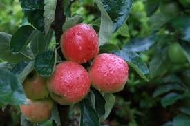 Check spelling or type a new query. Garden World Getting The Best From Fruit Trees And Bushes Garden World