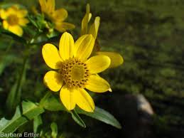Image result for Bidens crocea
