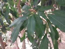 Image result for Lepisanthes senegalensis