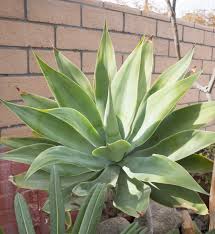 Image result for Agave