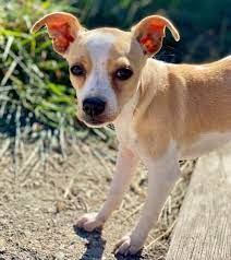 Chihuahua Rescue Dog For Adoption In Penngrove California Mando In Penngrove California In 2020 Chihuahua Rescue Rescue Dogs For Adoption Dog Adoption