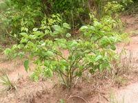 Image result for Sphenostylis marginata