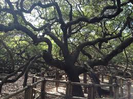Growing apples successfully requires fertile soil. Cashews And Brazil Nuts From Brazil Aventura Do Brasil Blog
