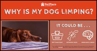Why Is My Dog Limping Dogs Medication For Dogs Limping Dog