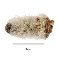 Image result for Pteleopsis barbosae