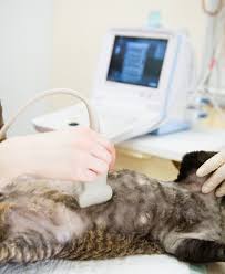 Montecito veterinary center santa rosa, ca 95409. Veterinary Services In Valencia Ca Happy Pets Veterinary Center