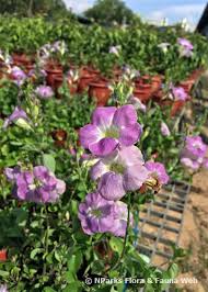 Image result for Asystasia sp. (Biegel 5184)