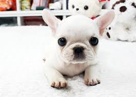 He's also a good choice for breeders like to send french bulldog puppies to their new homes when they are nine or 10 weeks old. Too Cute White French Bulldog Puppies Bulldog Puppies Baby French Bulldog