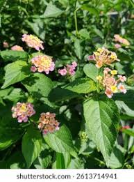 Image result for Lantana rugosa