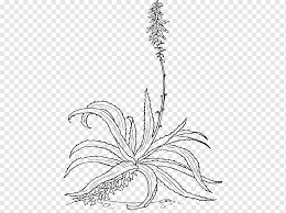Botanical minimal plants and flowers set. Aloe Vera Drawing Botanical Illustration Plant Botany Leaf Branch Png Pngwing