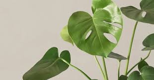 Image result for Monstera
