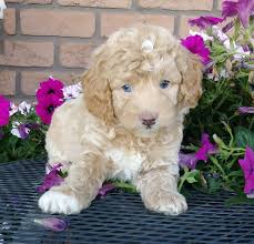 Maybe you would like to learn more about one of these? Precious Cockapoo Puppies Cockapoo Puppies Dog Breeder