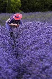 In Provence Lavender Farm Lavender Fields Lavender